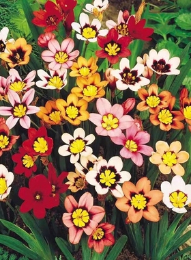 三色魔杖种球阳台庭院 盆栽花卉植物多年生球根