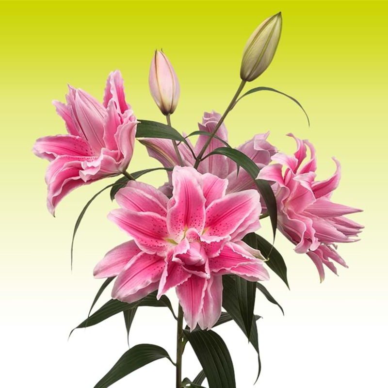 荷兰进口香水百合花种球重