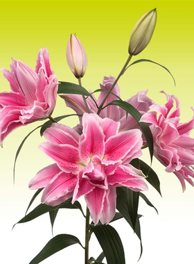 荷兰进口香水百合花种球重瓣东方百合Roselily Isabella伊莎贝拉