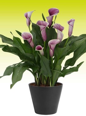 彩色马蹄莲种球1球装 进口球根阳台盆栽四季多年生当年开花易养