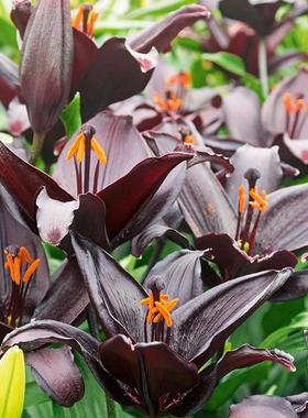 进口亚洲百合种球大全 球迷花园百合花种子无香易繁殖种植盆栽