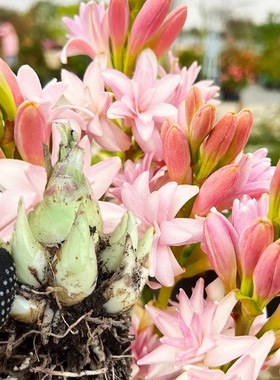 【带母球连体球】晚香玉种球重瓣大花浓香型球根庭院阳台盆栽花卉