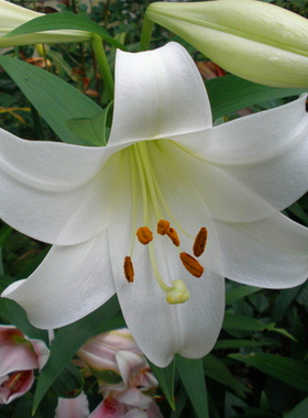 百合种球 白特里昂菲特 LO铁炮多头百合花种子