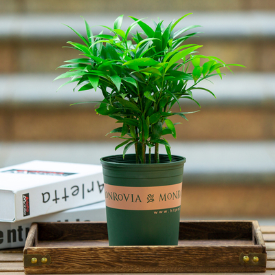 文竹盆栽大盆兴旺竹室内阳台好养植物四季常青云竹苗净化空气绿植