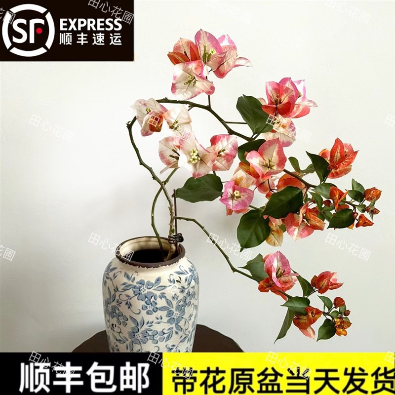 凤凰三角梅盆栽原生苗稀有品种多色花阳台庭院绿植勤花爬藤老桩