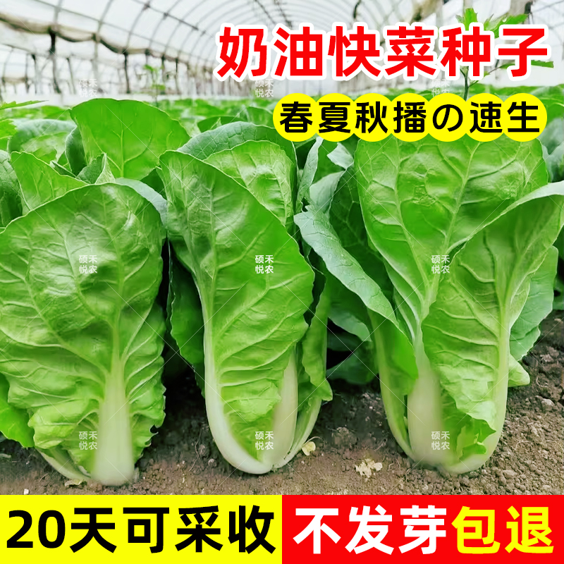 【买2送1】快菜种子毛白菜籽种小白菜20天速生耐热四季蔬菜种子