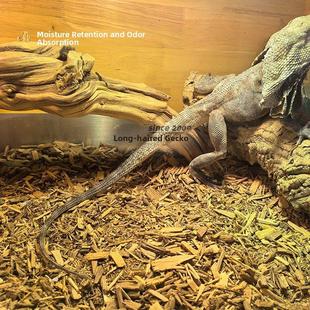 先生爬森林地板桌树皮垫国外产品替代龟蛇鬃狮壁虎昆虫甲虫蓝舌