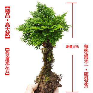 新品卷柏盆栽九死k还魂草老桩假山吸水石蕨类植物见水还阳四季常