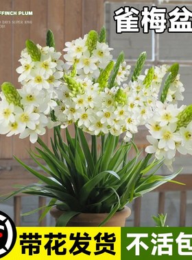 极速雀梅盆栽圣心m百合白色虎眼万年青花苞小苗花卉易活四季绿植