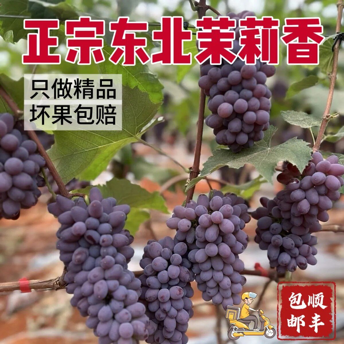 【京东/顺丰】东北茉莉香葡萄新鲜水果无籽提子现摘现发应季水果