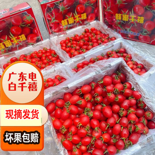 【茂名发货】现货广东电白冰糖千禧新鲜冰糖小番茄水爆汁产地直发