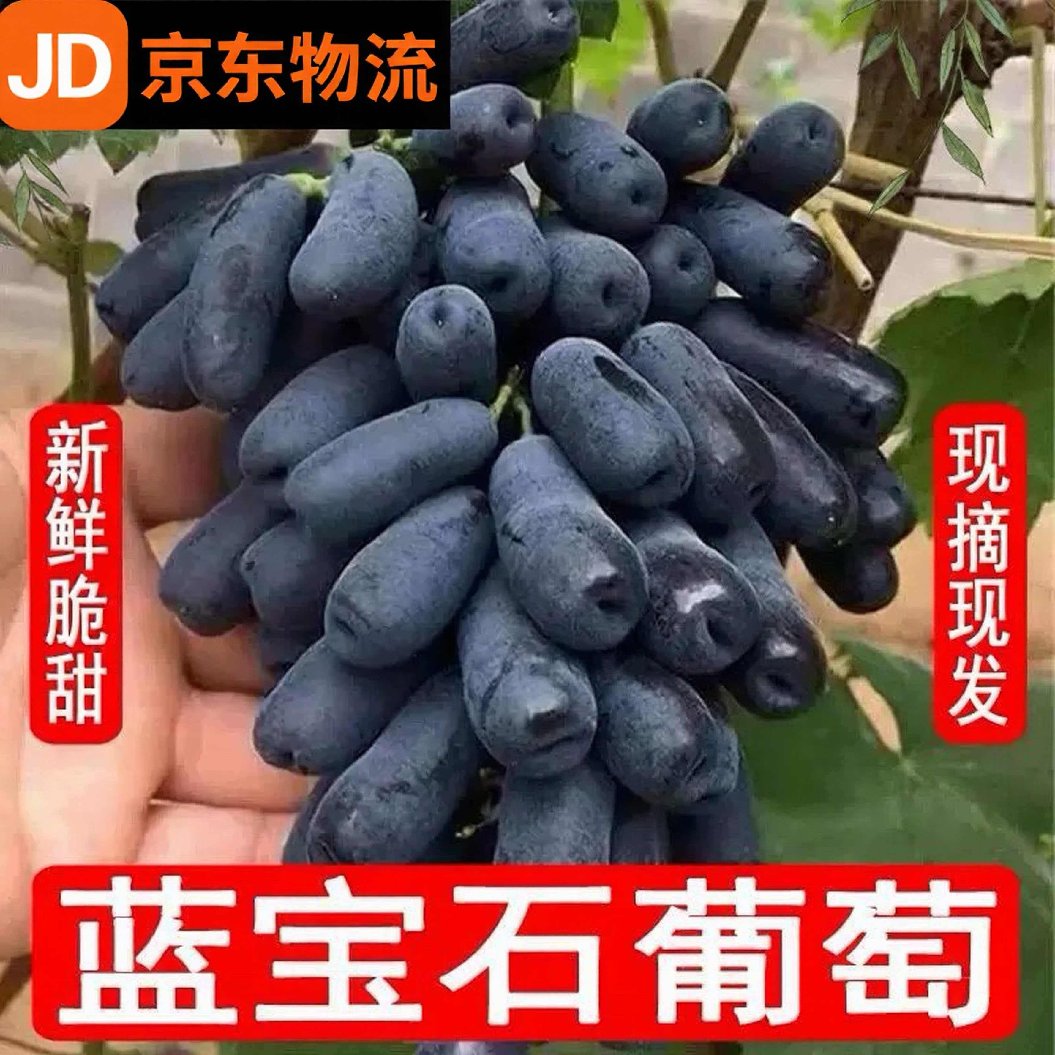 现摘东北蓝宝石葡萄新鲜无籽美人指提子金手指黑提当季孕妇水果