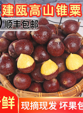 【顺丰包邮】建瓯锥栗福建高山新鲜下树圆板栗农家现摘圆形栗子