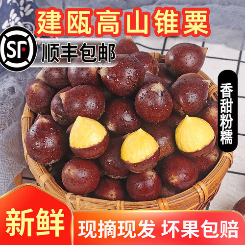 25年头茬福建建瓯锥栗子圆形