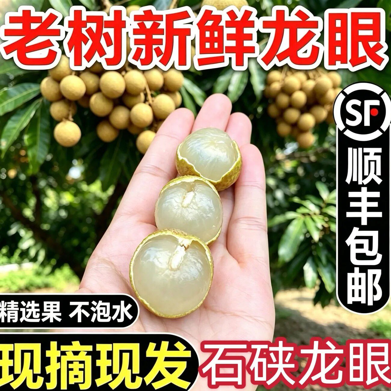 广东茂名石硖储良龙眼桂圆当季水果整箱批发现摘现发+顺丰包邮