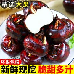 广西荔浦马蹄脆甜多汁现挖荸荠荸荠大果带泥马蹄当季食用地栗新鲜