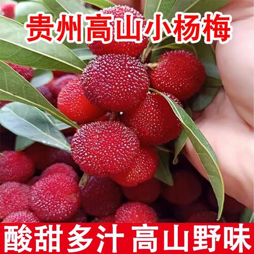 【现货】贵州杨梅新鲜现摘孕妇水果时令应当季本地泡酒小杨梅冷链