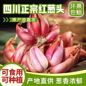 小香葱葱头红葱头黄葱头盆栽火葱葱苗小葱孑火葱四季小香葱