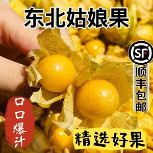 [【顺丰送货上门】东北姑娘果黄金灯笼果黄洋姑娘香甜特产新鲜水果]