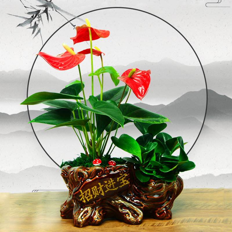 红掌植物室内鸿运当头桌面中国风招财盆景一帆风顺六月雪花卉盆栽
