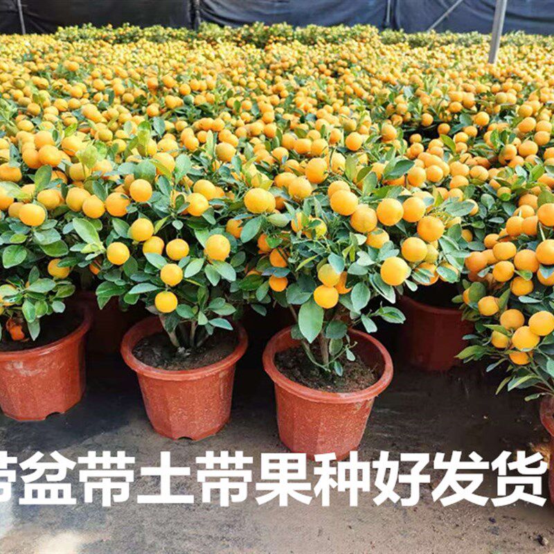 四季橘子年橘树盆栽桔苗朱砂橘室内外阳台常青绿植观赏带果包邮