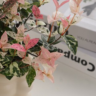 花叶络石盆栽绿萝吊兰四季 五彩花卉阳台常春藤爬藤绿植物庭院垂吊