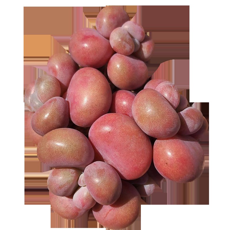 丸叶桃蛋多肉老桩 带杆正宗腰子蛋桃之桌面植物迷一物一拍包邮红