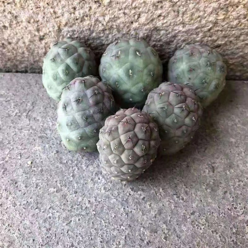 习志野侧芽无根 团扇仙人球 阳台贵货趣味好养会开花多肉植物盆栽