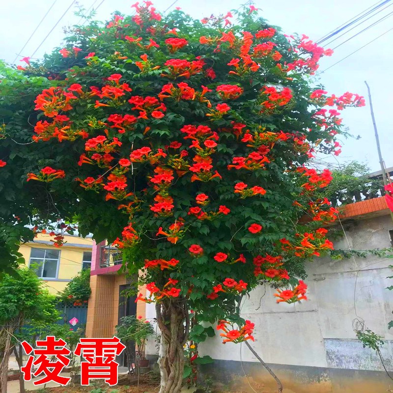 凌霄花苗爬藤植物四季开花卉好养耐寒绿植盆栽庭院阳台炮仗花老桩