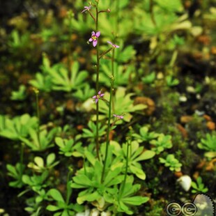丹波花柱草暴打昆虫趣味植物食虫植物盆栽小虫草堂奇花异草食人花