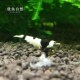 水晶虾黑壳虾除藻虾鲜活观赏虾淡水宠物虾樱花虾极火虾鱼缸清洁虾