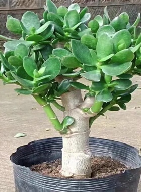 玉树盆栽老桩盆景大型含盆室内办公桌面绿植盆栽花卉
