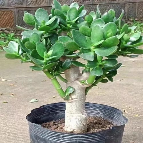 玉树盆栽老桩盆景大型含盆室内办公桌面绿植盆栽花卉