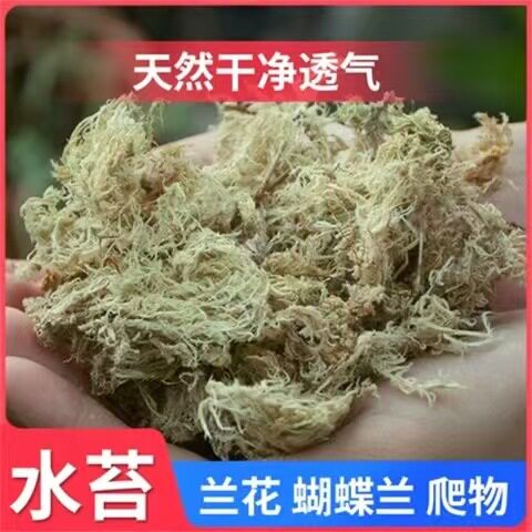 毛毛虫水苔蝴蝶兰专用水苔七星干苔藓兰花营养土苔藓植料