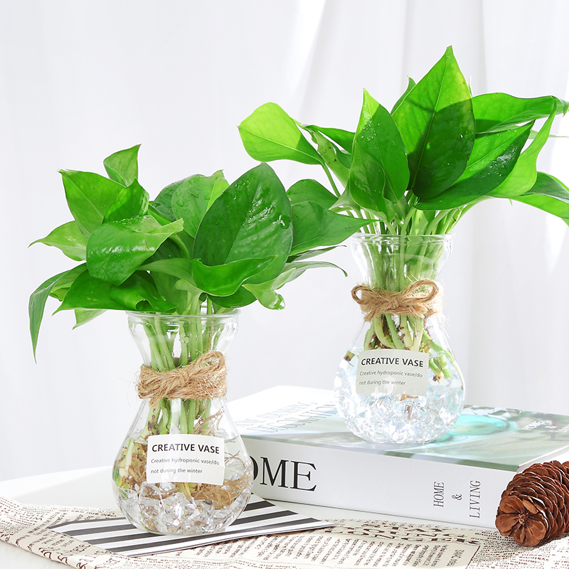 水培植物花瓶创意简约玻璃小清新透明水养绿萝插花风信子绿箩花瓶