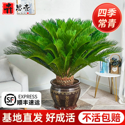 大盆铁树盆栽大型龙铁树绿植盆景客厅室内旺宅树苗树木植物除甲醛