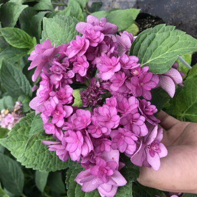 厂家绣球花盆栽大苗无尽夏你我魔幻系列绿植物八仙老桩苗阳台庭院