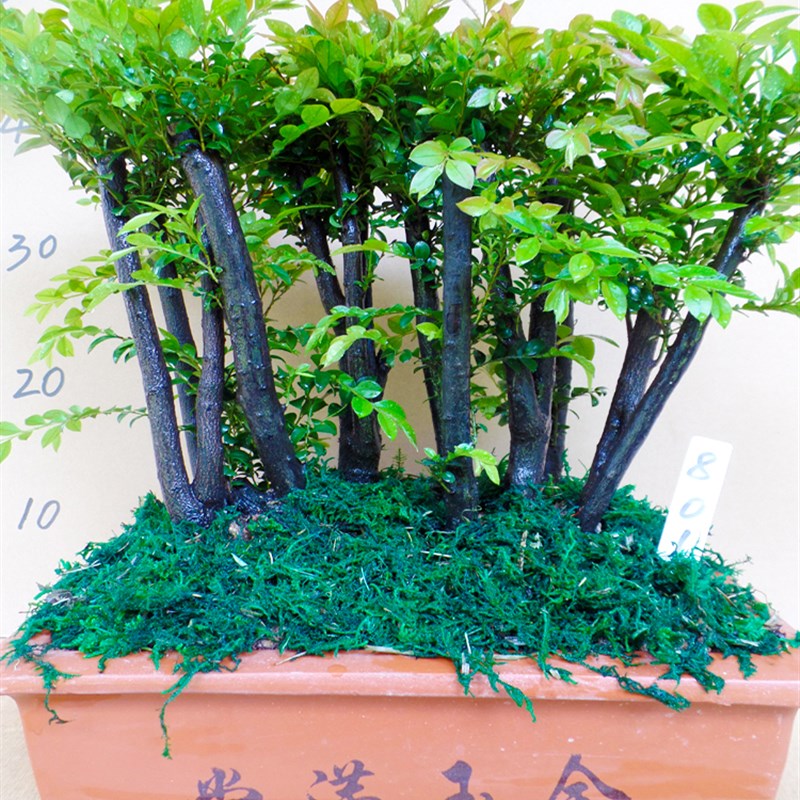 老桩造型小叶紫檀盆景植物室内多树桩盆栽大型盆景树桌面绿植客厅