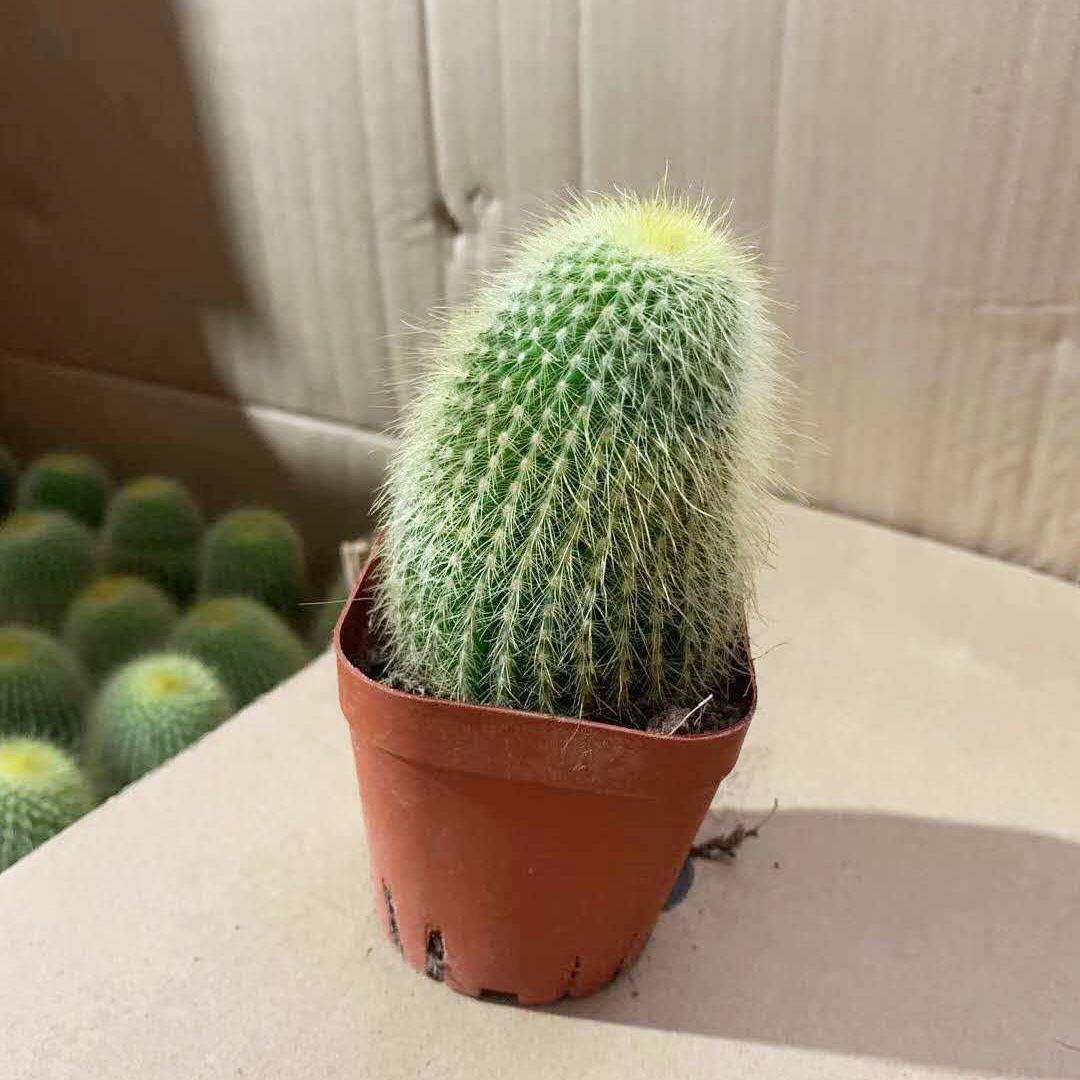 家居花卉植物 盆栽花卉绿植 仙人球植物 70#金丝猴