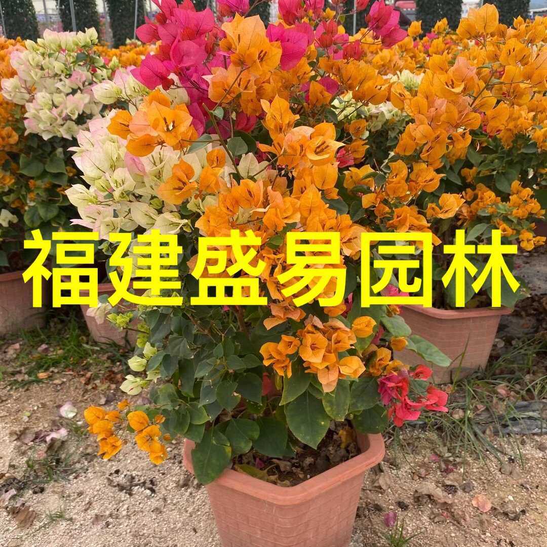 多彩三角梅笼子价格 造型彩色三角梅球 泰国五雀三角梅蘑菇球