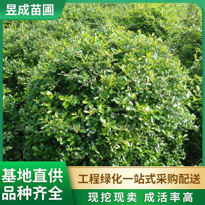 火棘球苗圃出售庭院别墅景区观赏植物园林工程绿化苗木常绿灌木球