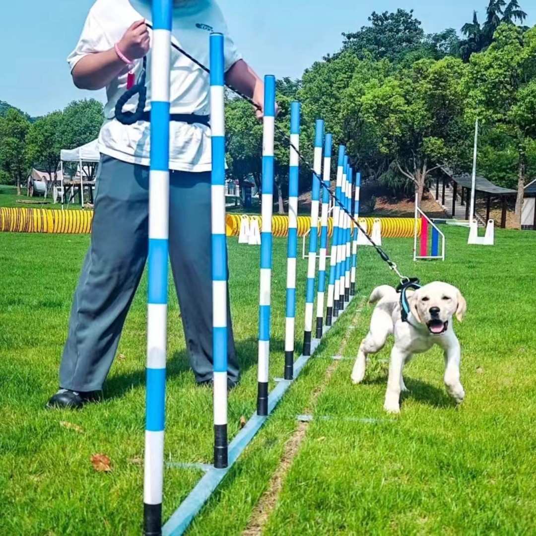 宠物训练杆蛇形跑标志杆训练达标杆铸铁底座标志杆狗狗用品标杆