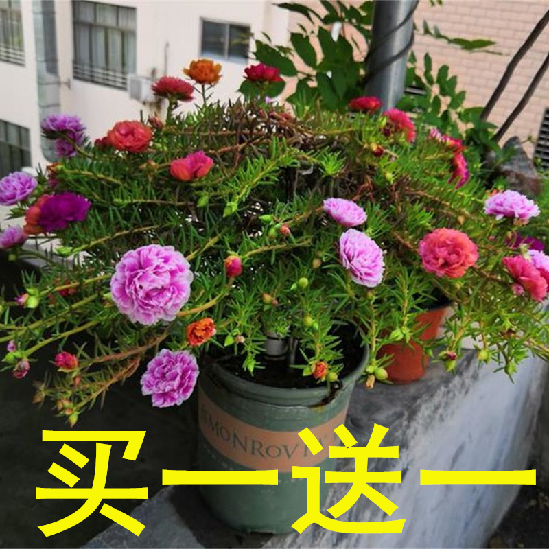 太阳花苗盆栽带花苞混色重瓣四季花卉观花植物室内花带根阳台开花