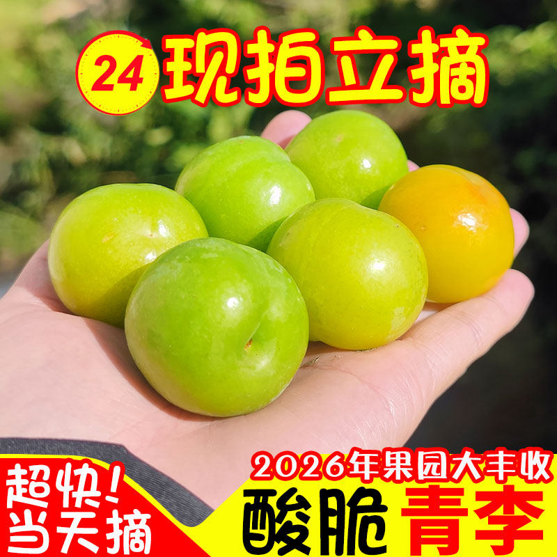 现摘广西三月李子新鲜水果当季酸脆李5斤大果孕妇鲜果