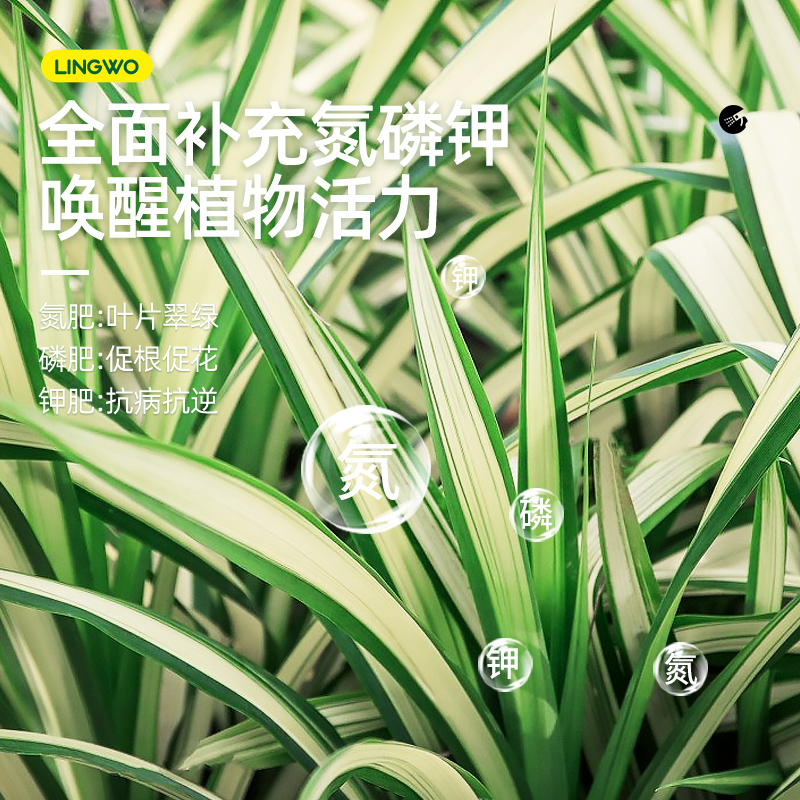 免稀释吊兰肥料专用营养液金边吊兰家用水土培盆栽植物养花通用肥