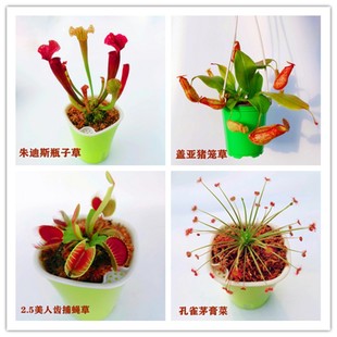 捕蝇草猪笼草食虫草食人花食虫植物超大嘴捕虫食蝇草趣味室内盆栽