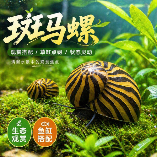 斑马螺除藻神器淡水清道夫鱼缸吃粪清洁工具鱼苗观赏鱼大号观赏螺