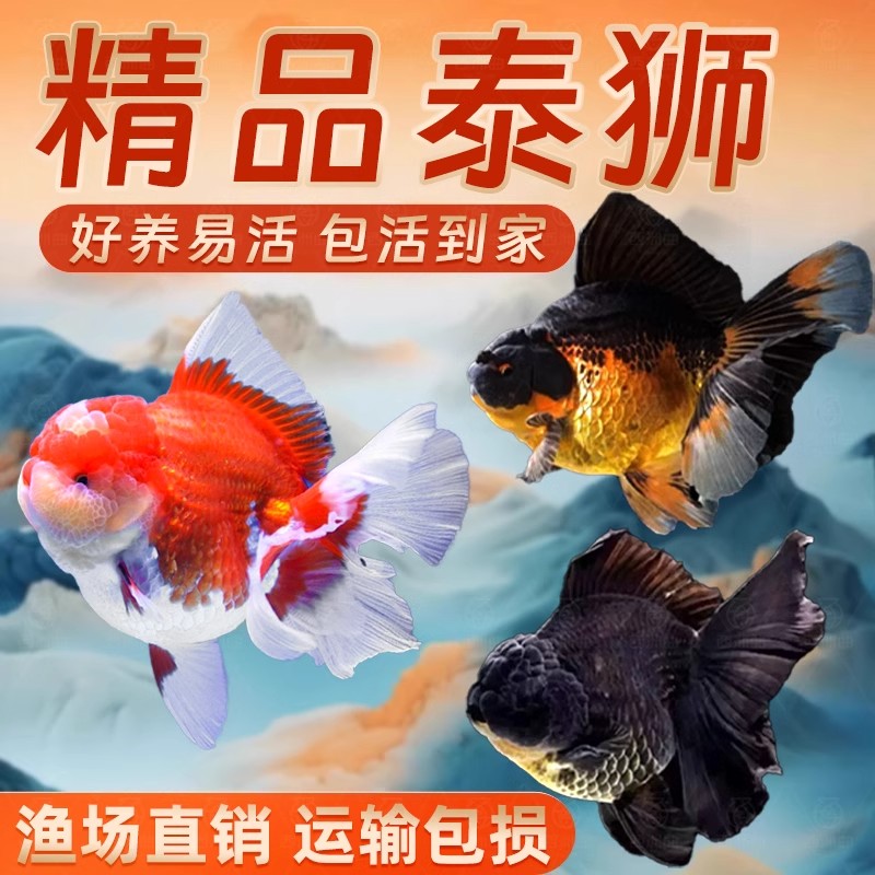 泰狮金鱼活鱼小型淡水好养冷水鱼宠物鱼自来水好养耐活鱼苗观赏鱼