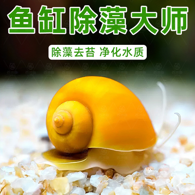 黄金螺专吃鱼屎粪便的观赏河蚌苹果黑金刚食藻青苔清洁缸除藻冷淡