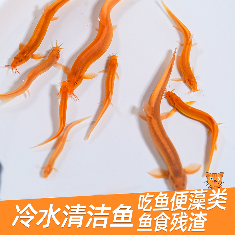 黄金泥鳅清道夫冷水清洁工具鱼苗观赏鱼鲜活饲料鱼淡水好养耐活